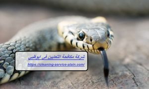 شركة مكافحة الثعابين في ابوظبي