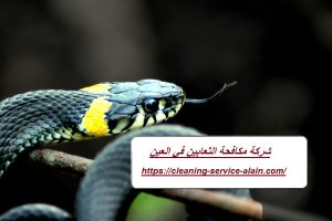 شركة مكافحة الثعابين في العين