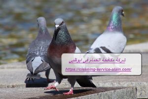 شركة مكافحة الحمام في ابوظبي