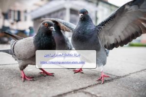 شركة مكافحة الحمام في العين