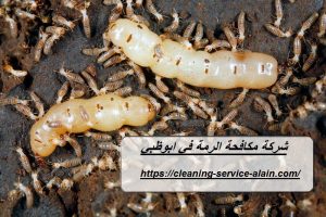 شركة مكافحة الرمة في ابوظبي