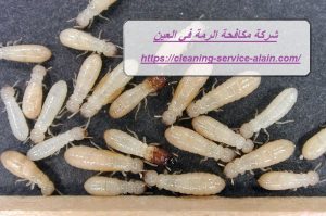شركة مكافحة الرمة في العين