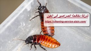 شركة مكافحة الصراصير في العين