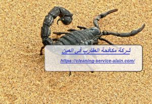 شركة مكافحة العقارب في العين