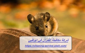 شركة مكافحة الفئران في ابوظبي