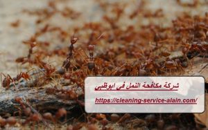 شركة مكافحة النمل في ابوظبي