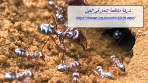 شركة مكافحة النمل في العين