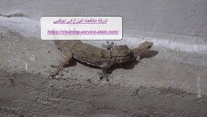 شركة مكافحة الوزغ في ابوظبي