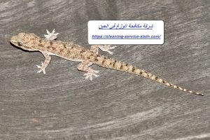 شركة مكافحة الوزغ في العين