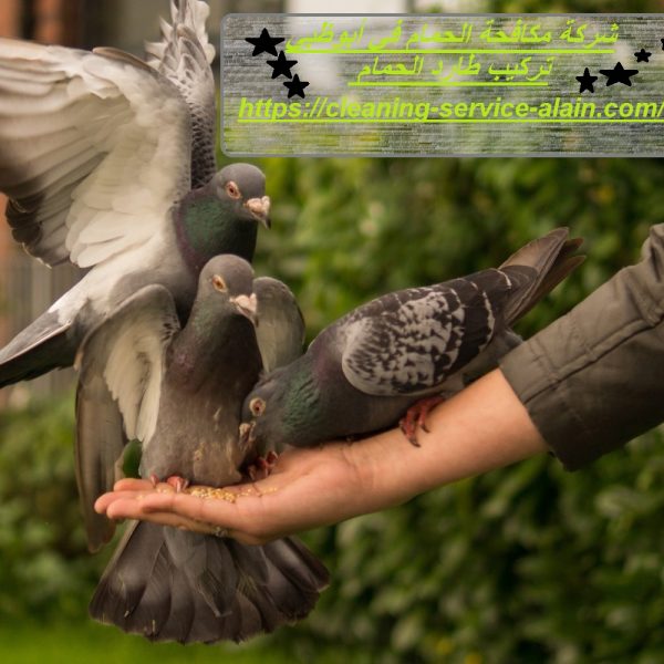 شركة مكافحة الحمام في أبوظبي