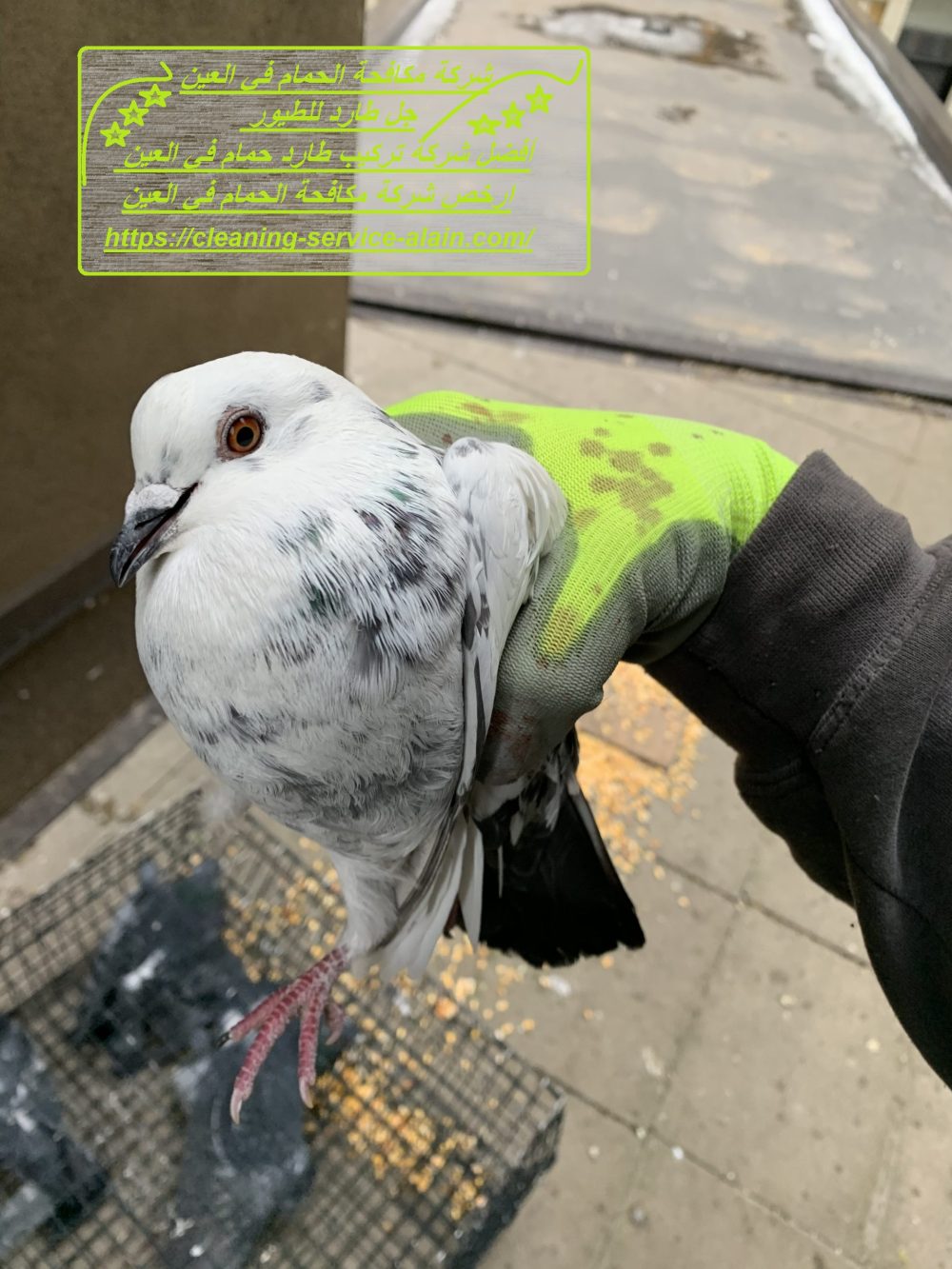 شركة مكافحة الحمام في العين