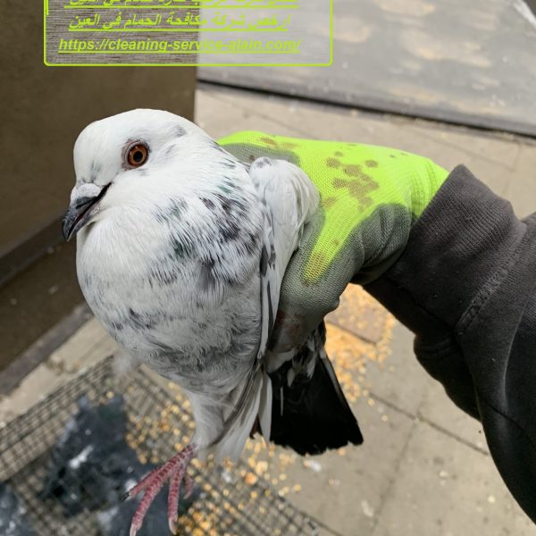 شركة مكافحة الحمام في العين